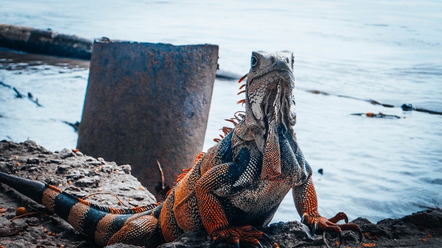 foto de una iguana