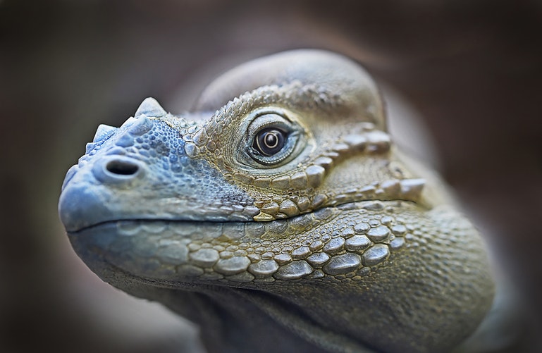 foto de una segunda iguana