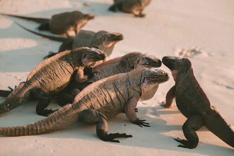 foto de una tercera iguana